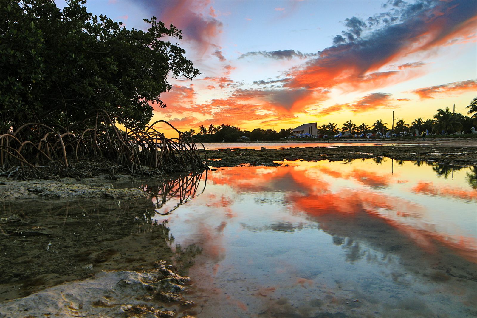 Mangrove roots and a still tidal pool reflecting a red and orange sunset sky